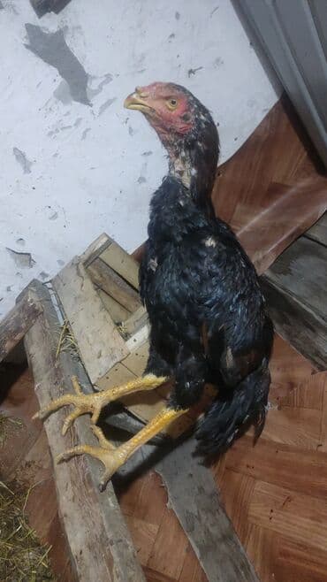 ечки теке: Продаю | Куры | Бойцовая | Для разведения — 1