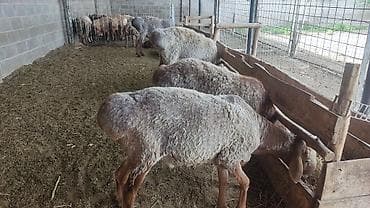 пегий: Продаю | Баран (самец) | На забой | Племенные — 2