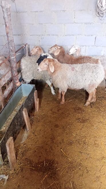 Рыбы: Продаю | Музоо, торпок | На забой, Для разведения | Племенные — 2