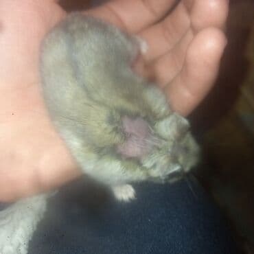 Иттер: (джунгарик)хомяк,ОТДАМ даром — 2