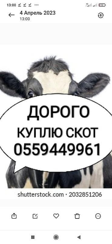 Аквариумдар: Жеке жак : Уйлар, букалар, Жылкылар, аттар, Башка а/ч жаныбарлары, | Күнү-түнү, Бардык шартта, Союлган — 1