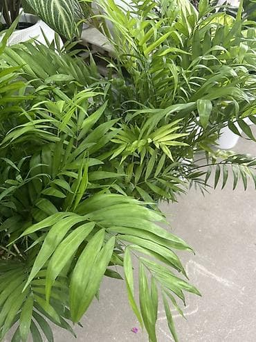 хола: Хамедорея (Chamaedorea elegans) — комнатная пальма в пластиковом — 3