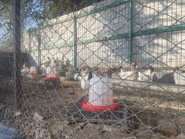 объявления о найденных собаках: Продаю | Куры, Петух | Несушки — 2
