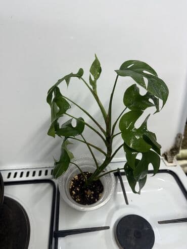 саженцы банана: Монстера минима от 200 сом за штуку) корзинка без растений 300 сом — 4