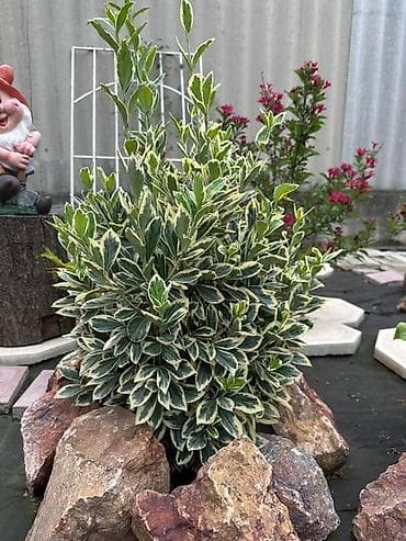 картофель семенной: Продаю все виды садовых растений,кустарников и цветов. Ош — 2