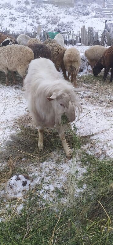 оптом кой козу: Сатам | Теке (эркек) | Көбөйтүү үчүн | Жасалма жол менен боозутуу — 2