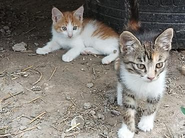 Котята - Возраст: примерно 2 месяца (родились 15 апреля). - Окрас: - at lalafo.kg Котята - Возраст: примерно 2 месяца (родились 15 апреля). - Окрас: -