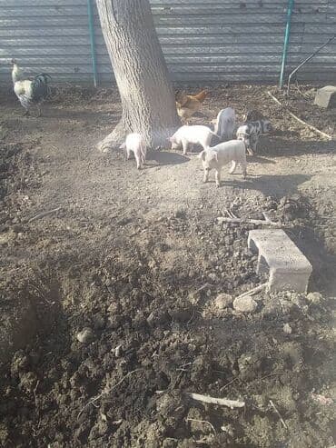 кролик декоративный: Продаю | Поросенок | Ландрас | Для разведения — 2