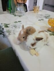 декоративные заборы: Кролик с окрасом, сочетающим белый и светло-коричневый цвета. Обладает — 17