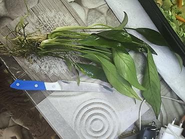 рыбки аквариум: Продаю Аквариумное растение Анубиас (вероятно Anubias barteri/Anubias — 3