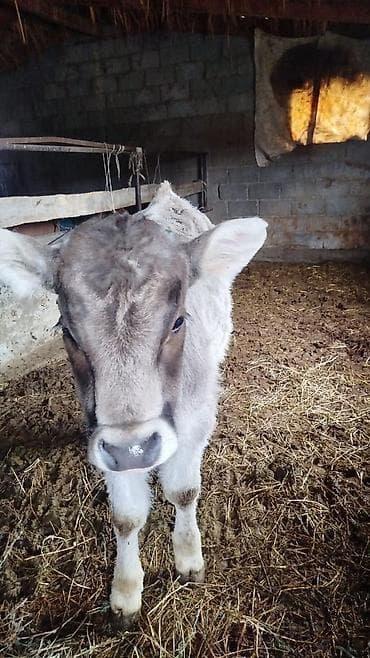 Коровы, быки: Продаю | Музоо, торпок | Полукровка | На откорм | Привязанные — 3