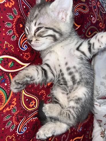 Животные: Котёнок серо-тигрового окраса - Милый короткошёрстный котёнок с — 5