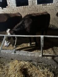 домик для животных: Сатам | Уй (ургаачы) | Симментал | Көбөйтүү үчүн | Асыл тукумдуу — 15