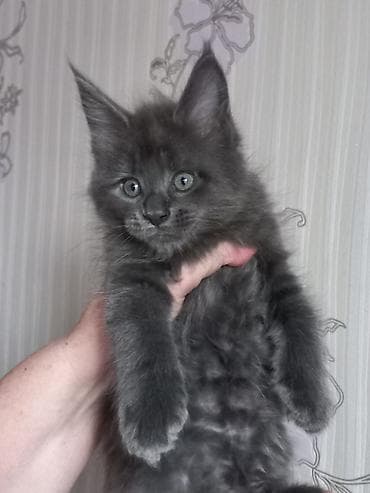 котёнки ош: Спешите забронировать шикарных котят породы мейн-кун от шикарного папы — 3