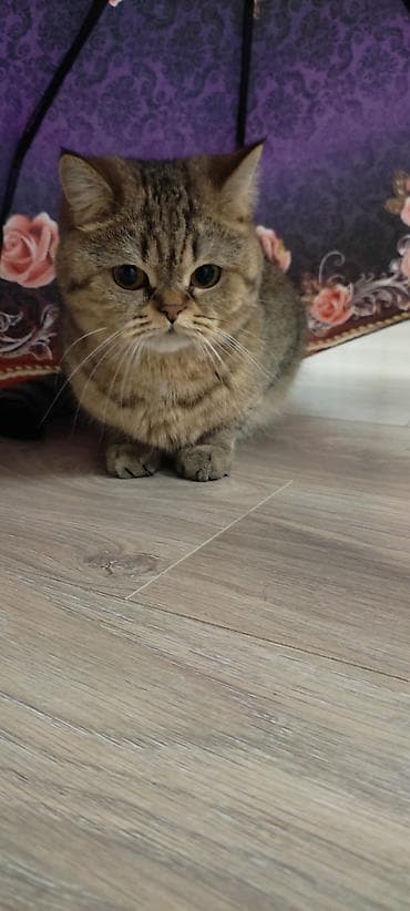 котенок шотландский вислоухий купить: Продаётся очень красивая породистая Шотландская кошечка Страйт. Нам — 4