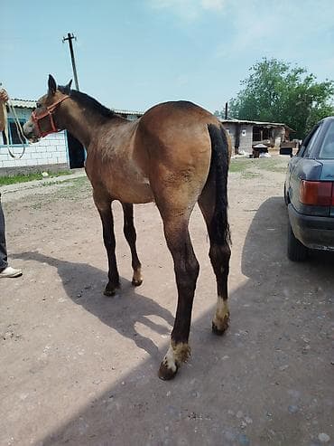 жеребая: Продаю | Жеребенок — 2