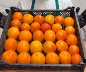 сушилка для фруктов: Продаются яблоко Голден сочные сладкие кг 125 сом, и Хурма — 1