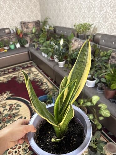 где купить водоросли для аквариума: Сансевьера (сансевиерия, «тещин язык») в горшках - Сорта с — 3