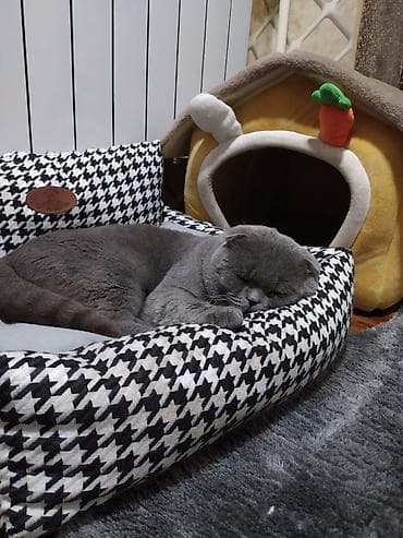 британские плюшевые котята: Скотиш Фолд (Шотландская вислоухая), 1 год, Мальчик, Голубой — 2