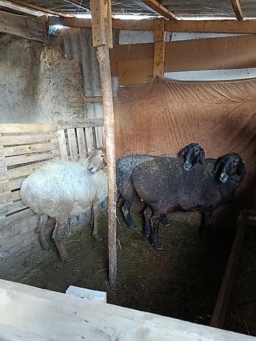 Үй жаныбарлары: Сатам | Ургаачы кой (ургаачы) | Романовская | Көбөйтүү үчүн | Ургаачы — 2