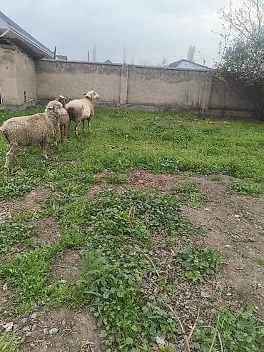 матку: Продаю | Овца (самка) | Полукровка | Для разведения | Матка — 3