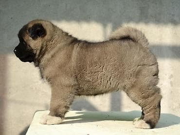 австралийский терьер: 2 месяца, Самец, С прививкой, С родословной — 5