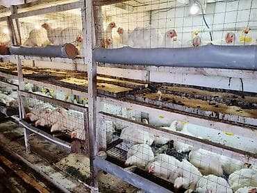 ат бишкек: Продаются домашние бройлеры мясного кросса. ✅ Живой вес — 255 сом/кг — 3