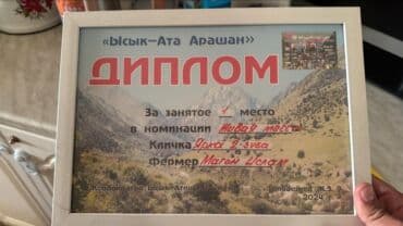 продажа козлов: Продаю | Овца (самка) | Арашан | Для разведения | Матка — 15