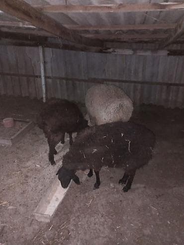 бараний жир: Продаю | Баран (самец) | Полукровка — 3