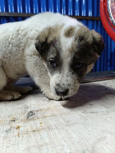 Зоотовары: Щенок,алабай Описание: - Возраст визуально — щенок, компактный — 1
