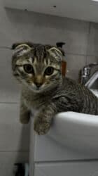 шотландская короткошерстная кошка: Скотиш Фолд (Шотландская вислоухая), 6 месяцев, Мальчик, Приучена к лотку — 6