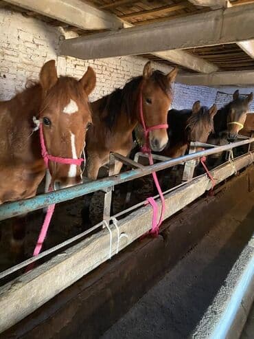 корм форели: Продаю | Жеребенок, Жеребец, Кобыла (самка) | Полукровка | Для разведения, На забой, Рабочий — 1