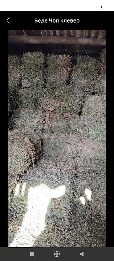 Тюки клевера продается примерно 1600 тюков .Беде тук сатылат баасы