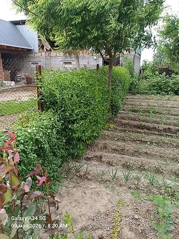 Продаю живую изгородь 10 метров