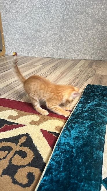 купить кошку манчкин: Беспородная, 1 месяц, Мальчик, Рыжий, Приучена к лотку — 2
