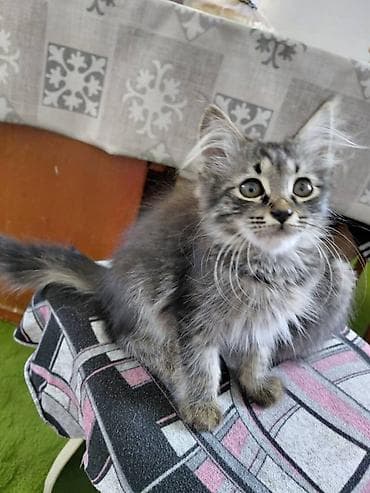 scottish fold: Котята серых и дымчатых окрасов. - Возраст: примерно 2–3 месяца (по — 2