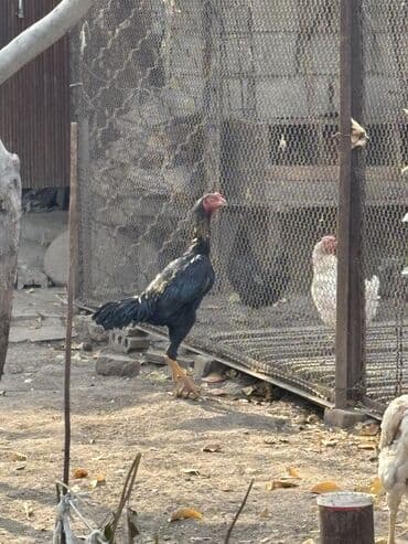 домашние куры: Продаю жужика, 7 месяцев не открытый, кровь мощная, отец ударник — 1