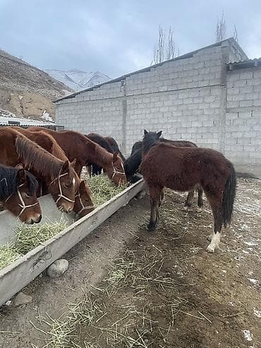 Үй жаныбарлары үчүн товарлар: Сатам | Музоо | Аргын | Бордоп семиртүү үчүн — 5