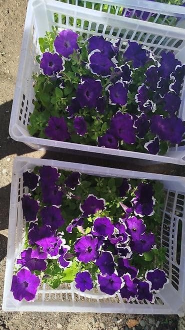 бельевой ящик: Рассада цветочных однолетников в кассетах/ящиках. Оптом и в розницу — 5