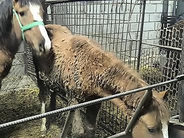 Корма для с/х животных: Продаю | Кобыла (самка) | Рабочий — 3