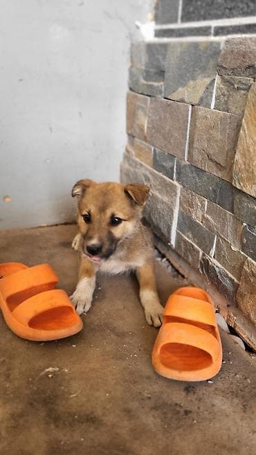 щенята хаски: Щенок метис, примерно 2–3 месяца. Компактный, с короткой густой — 3