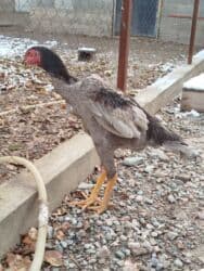 с переездом: Дакан пепел жожо короз сатылат бойу чон майда ачылган активный алмашу — 1