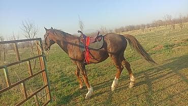 камыш блок: Продаю | Конь (самец) | Английская | Рабочий — 3