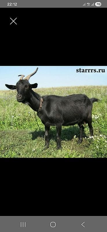 улей для пчел: Продаю | Коза (самка) | Для разведения — 1