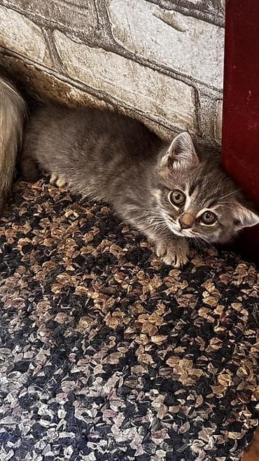 голубая кошка: 2 месяца, Девочка, Серый, Приучена к лотку — 2