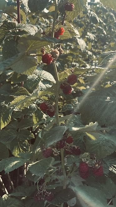 продаю бычка: Малина Оптом, Самовывоз — 5