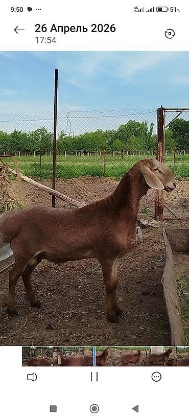 немецкая собака: Продаю | Баран (самец) | Арашан | Для разведения | Матка — 1