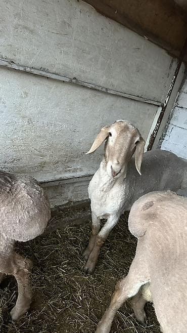 Ветеринар кызматы: Сатам | Ургаачы кой (ургаачы) | Аргын | Көбөйтүү үчүн | Ургаачы — 2