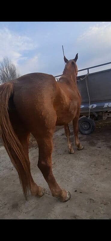 сколько стоит шиншилла маленькая: Продаю | Кобыла (самка) | Дончак | Рабочий — 3