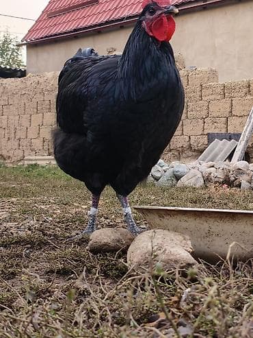 чика тай: Продаю | Куры | Домашняя | Несушки — 4